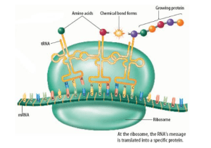 AP Biology slyacademy.com